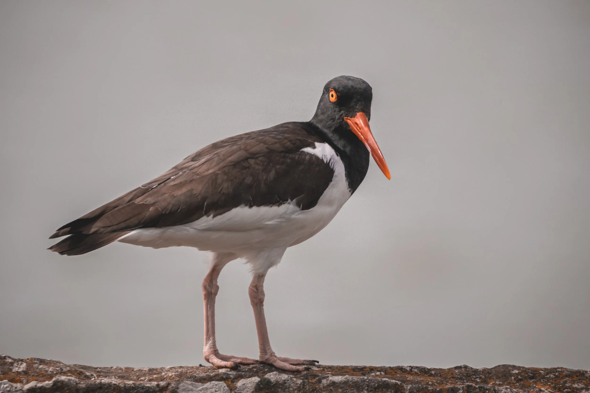 The American Oystercatcher: Cape Cod's Boldest Shorebird