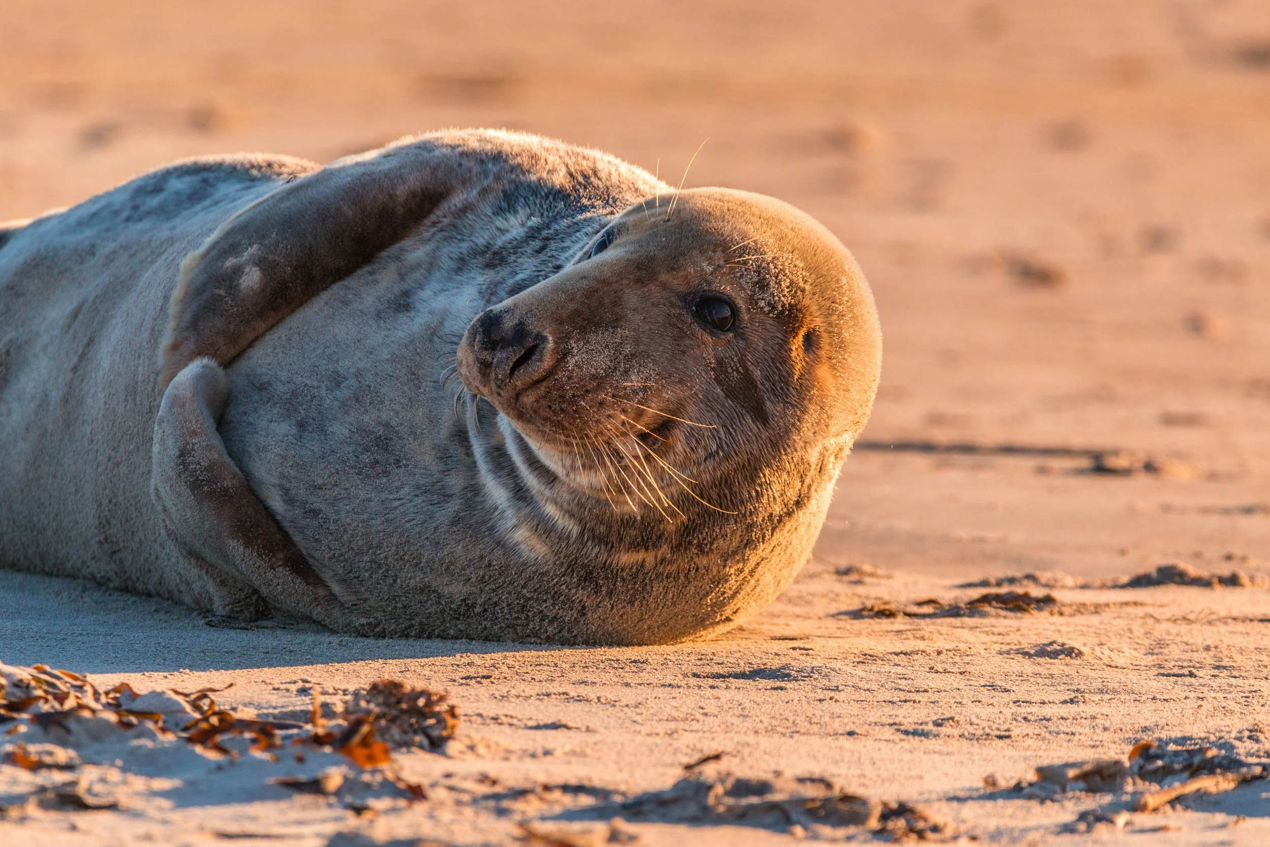 Seals of Wellfleet Harbor: Where and When to See Them from the Water