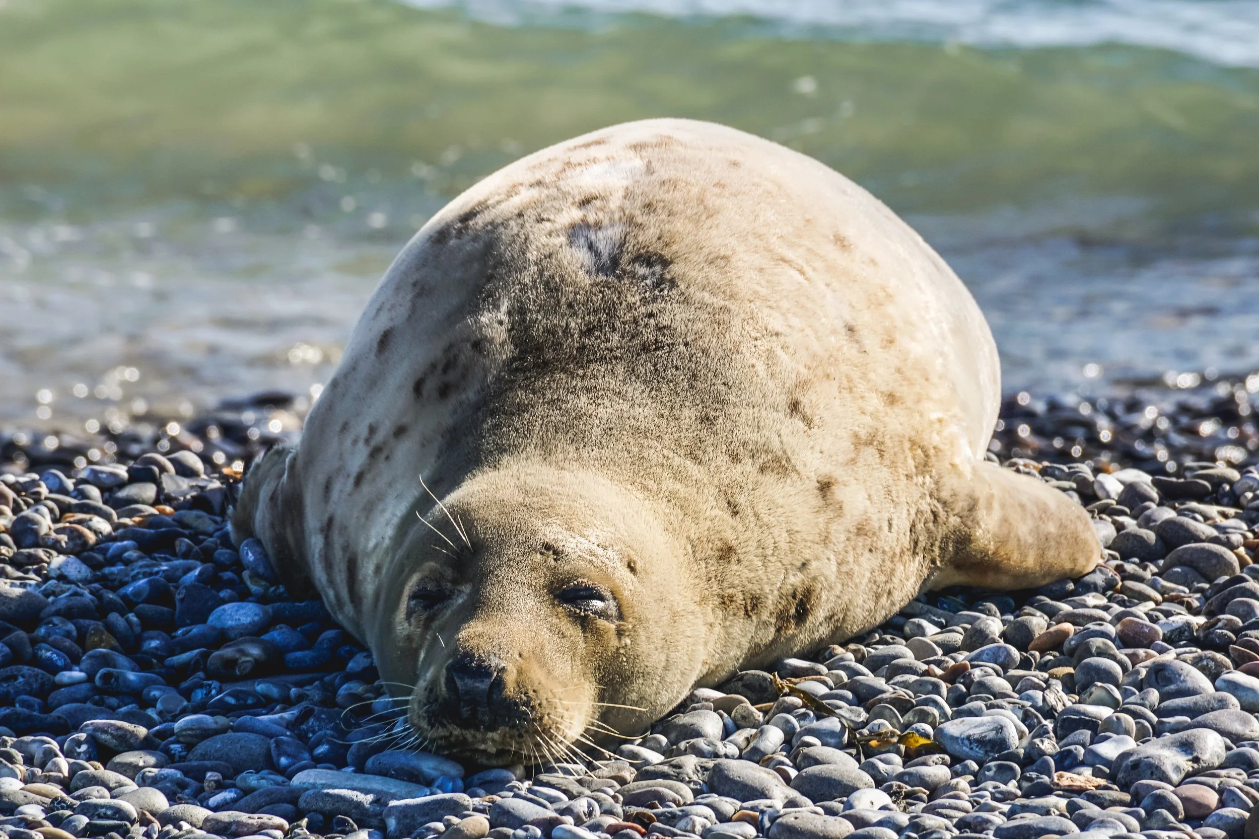 Why Are There So Many Seals in Wellfleet?