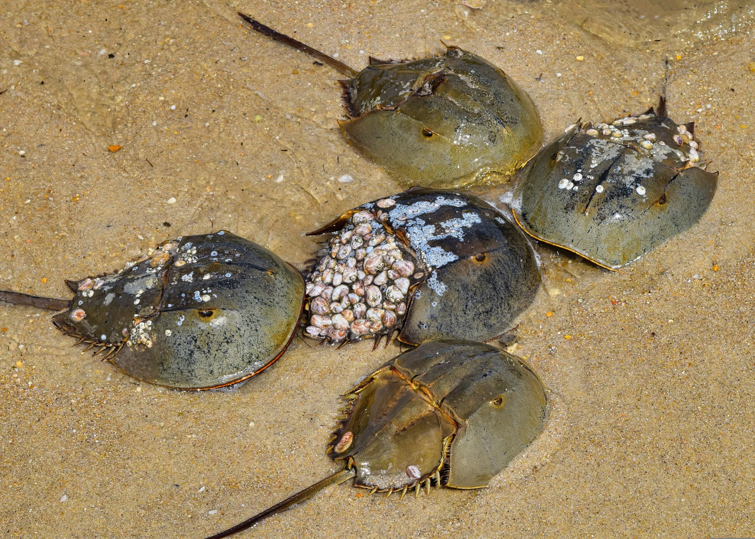 The Horseshoe Crabs of Wellfleet: Ancient Mariners of Cape Cod Bay