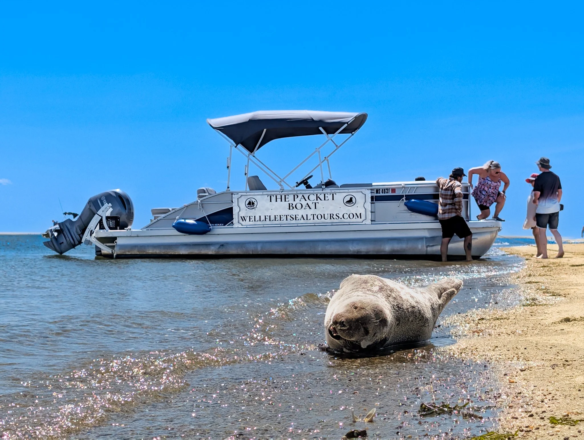 What to Expect on a Wellfleet Seal Tour: A Complete Guide for Families