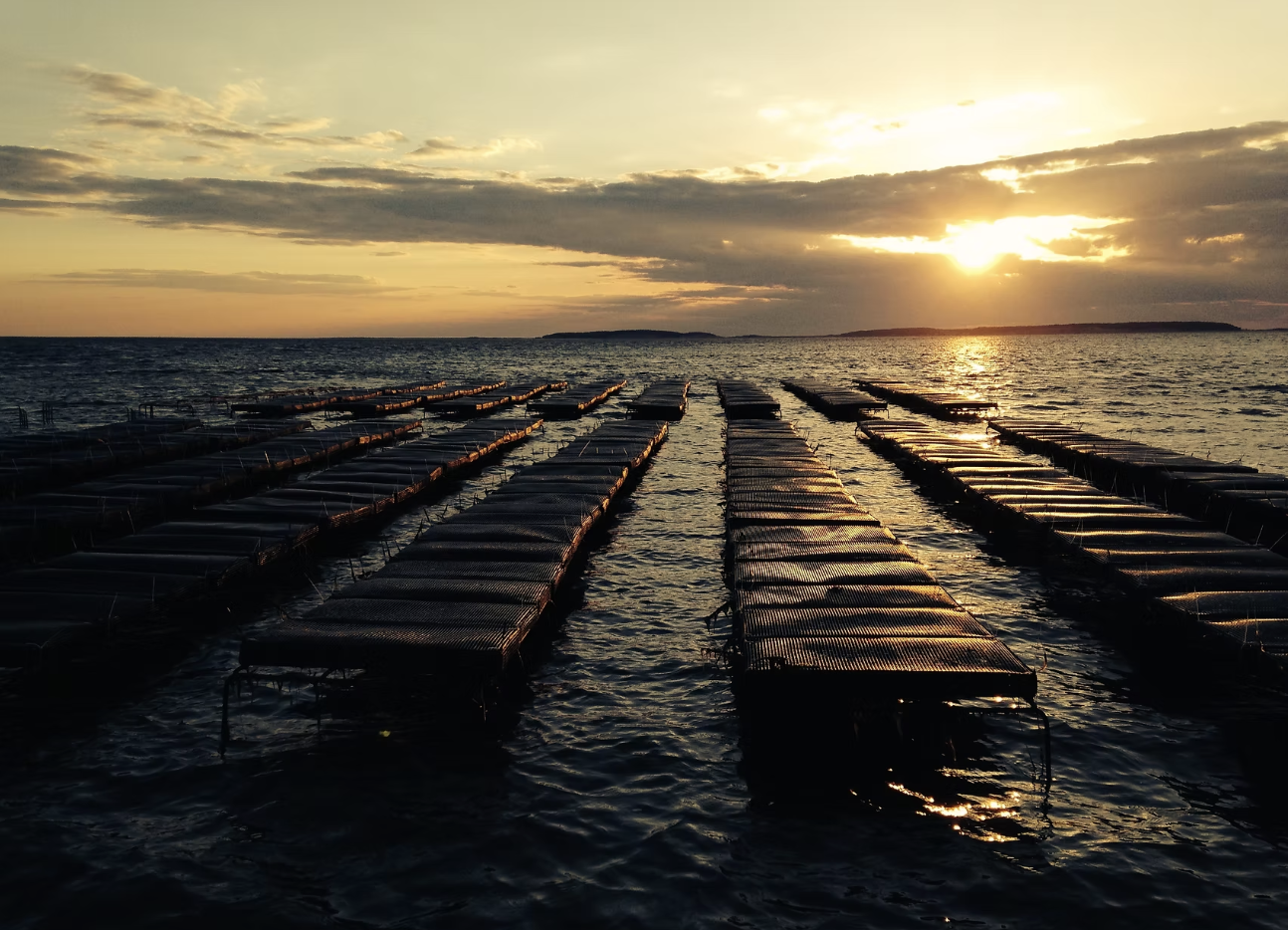 Looking for a Wellfleet Oyster Tour? A Guide to Oyster Farms, Shellfish Grants &amp; Wellfleet Harbor