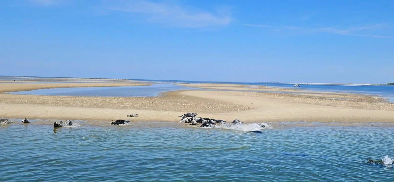 Seals resting on sandbanks in a coastal area with blue water and sky, and a sandy shoreline in the background.