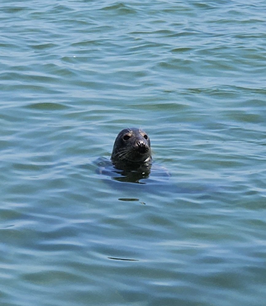 A seal swimming in the ocean with only its head visible above the water.