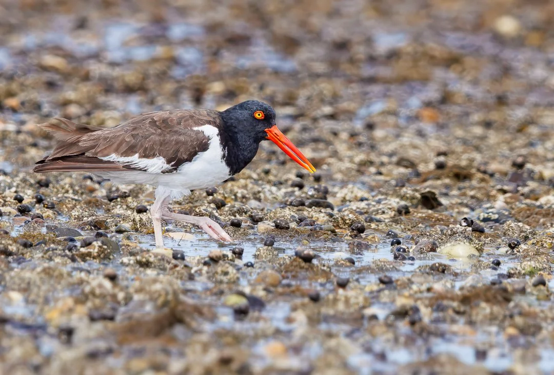 A black and white bird with a bright orange beak and yellow eyes standing on pebbled ground near water.