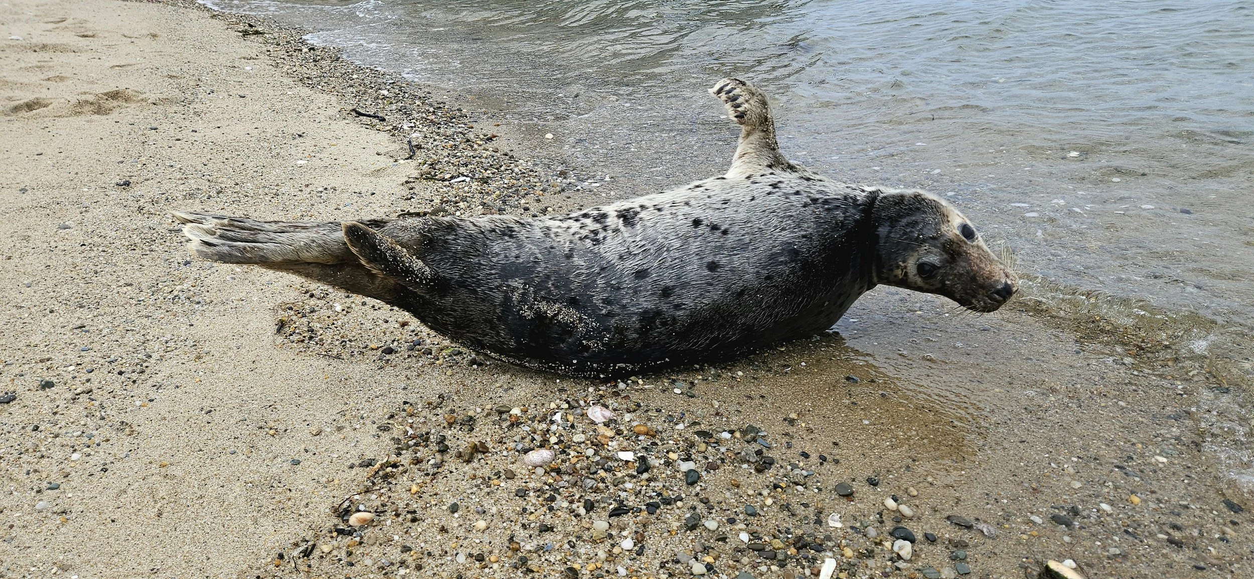 Seal lying on sandy beach near water with one flipper raised.