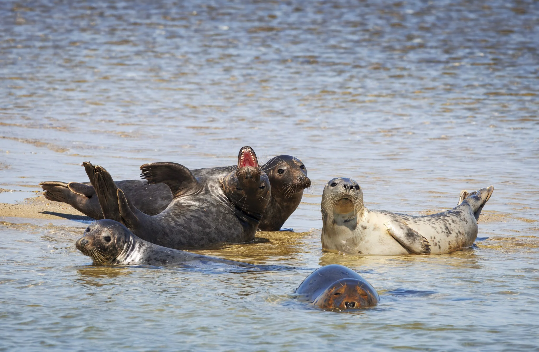 A group of gray and harbor seals resting and swimming in shallow water near Wellfleet Harbor.