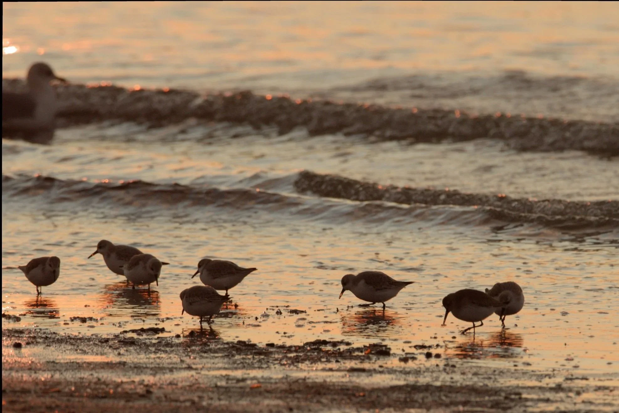 Seagulls standing on a wet shoreline during sunset with gentle waves and warm light reflecting on the water.
