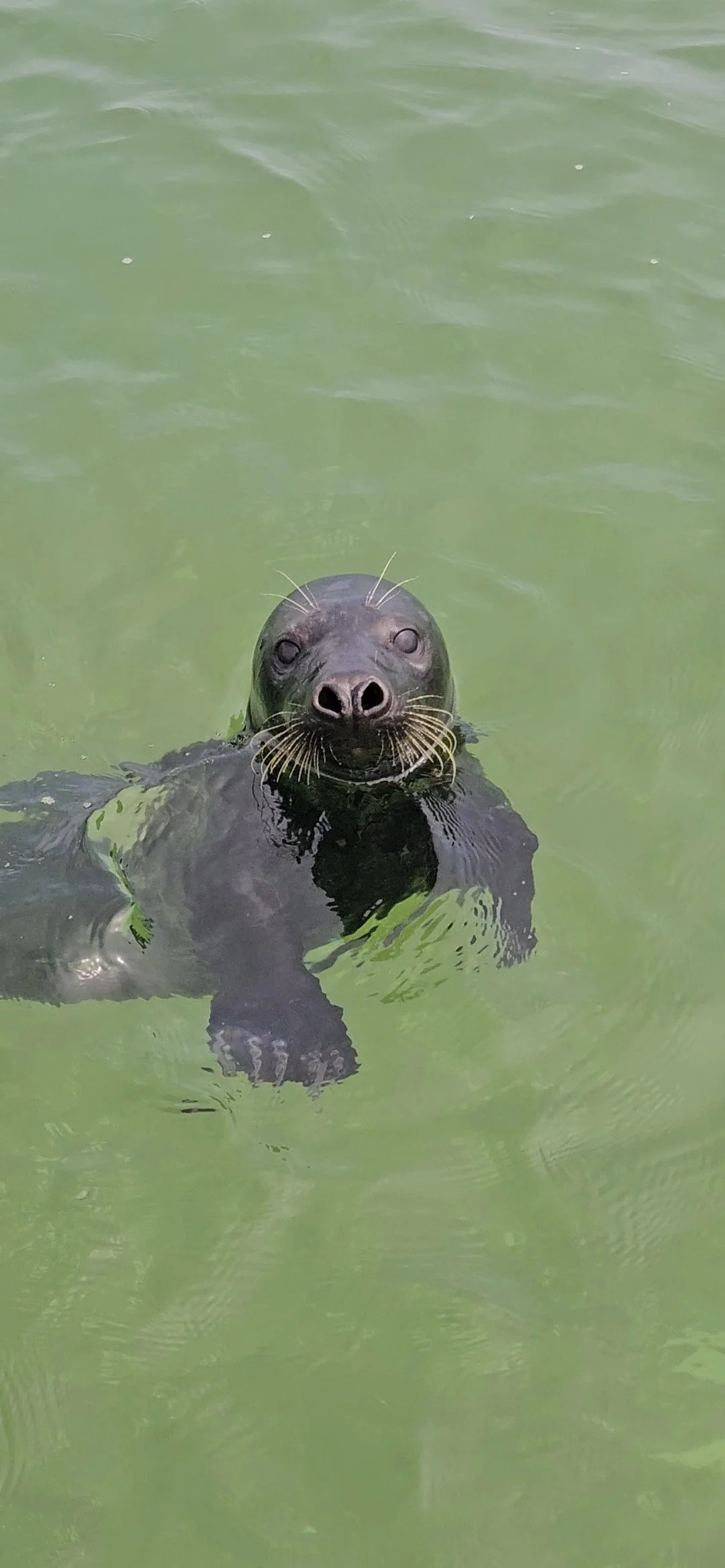 A curious black seal swimming in green water, looking directly at the camera.