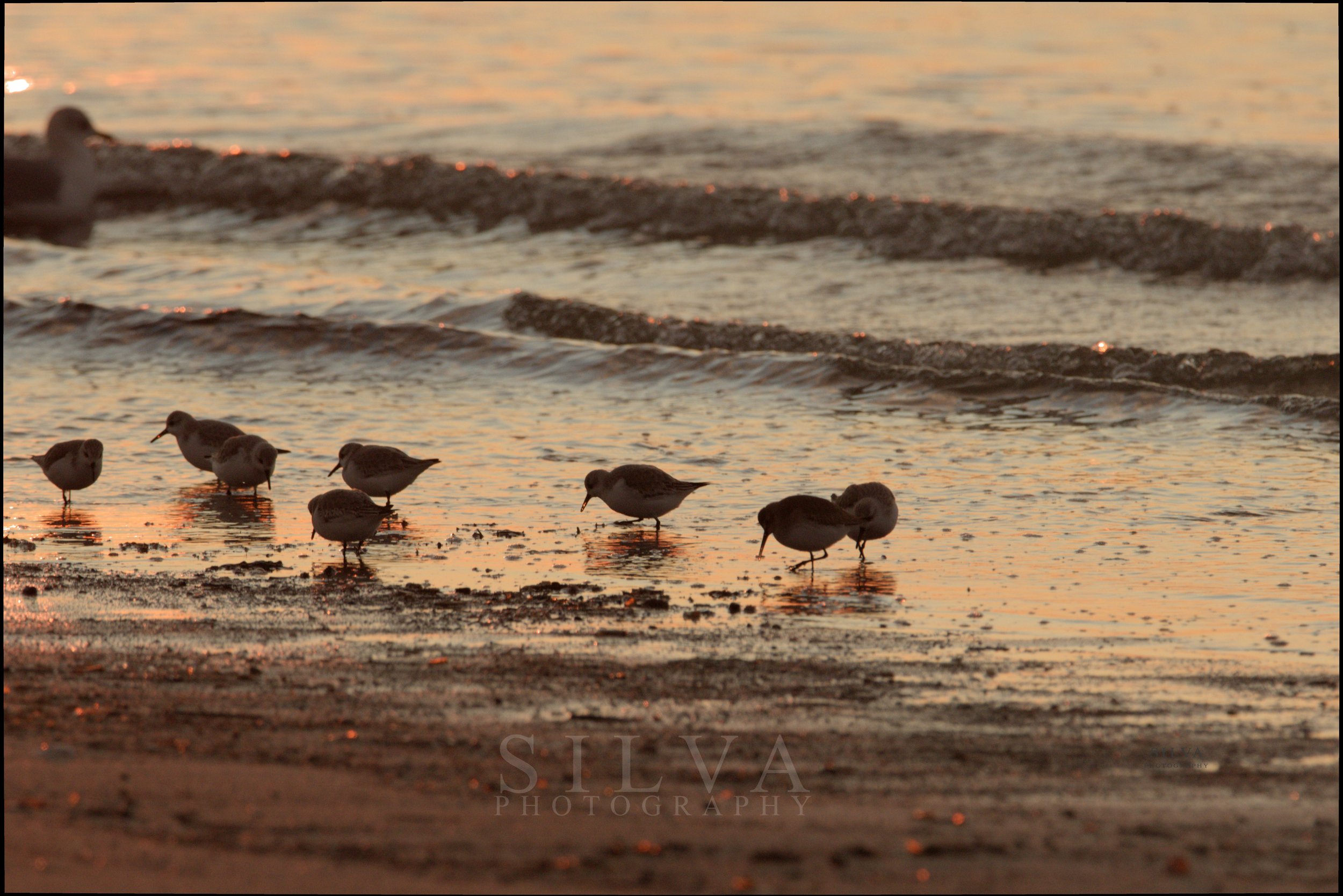Dunlins feeding along the flats at Jeremy Point in Wellfleet Harbor at sunset.