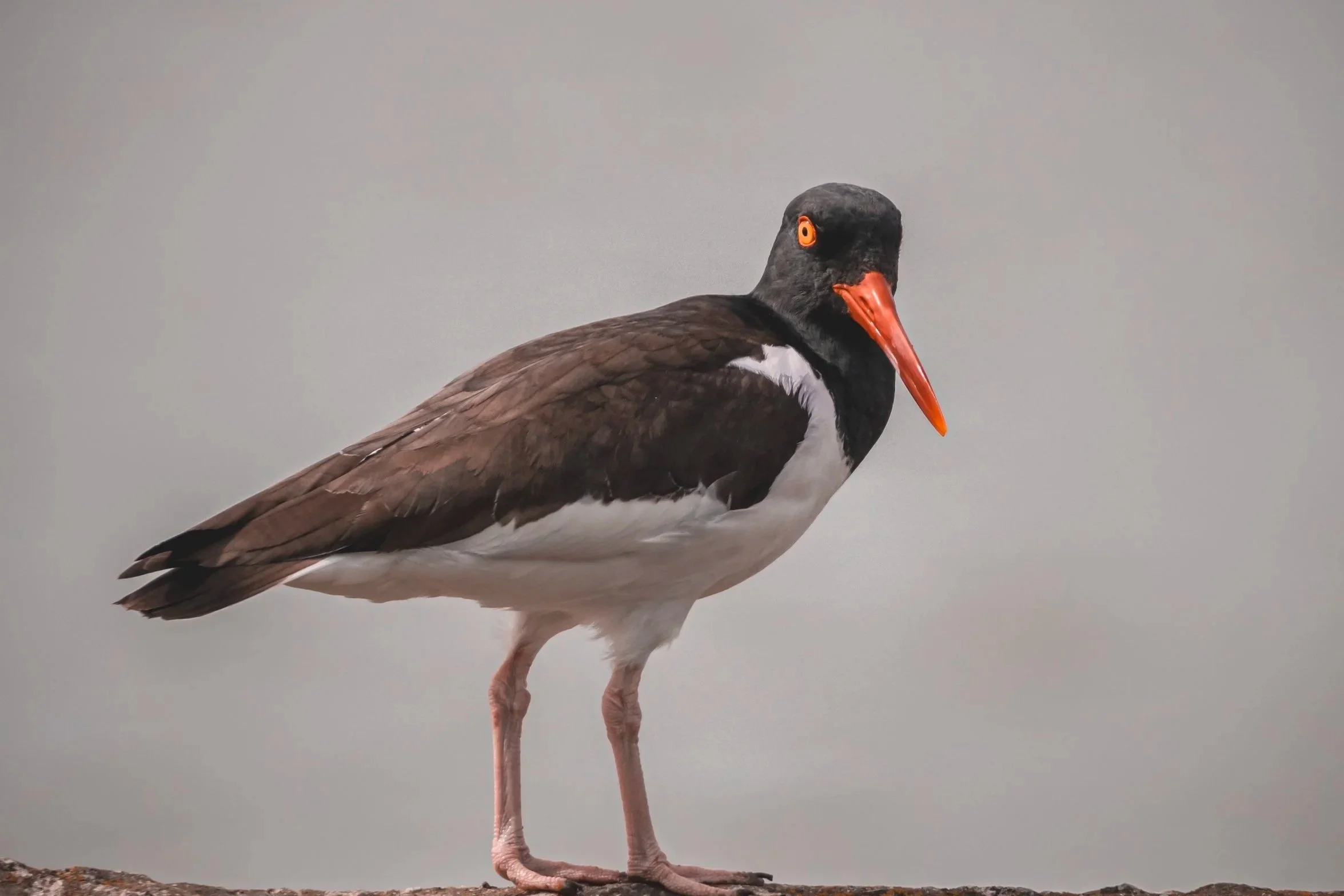 A black and white stork with pink legs, orange beak, and orange eyes standing on a rock against a plain gray background.