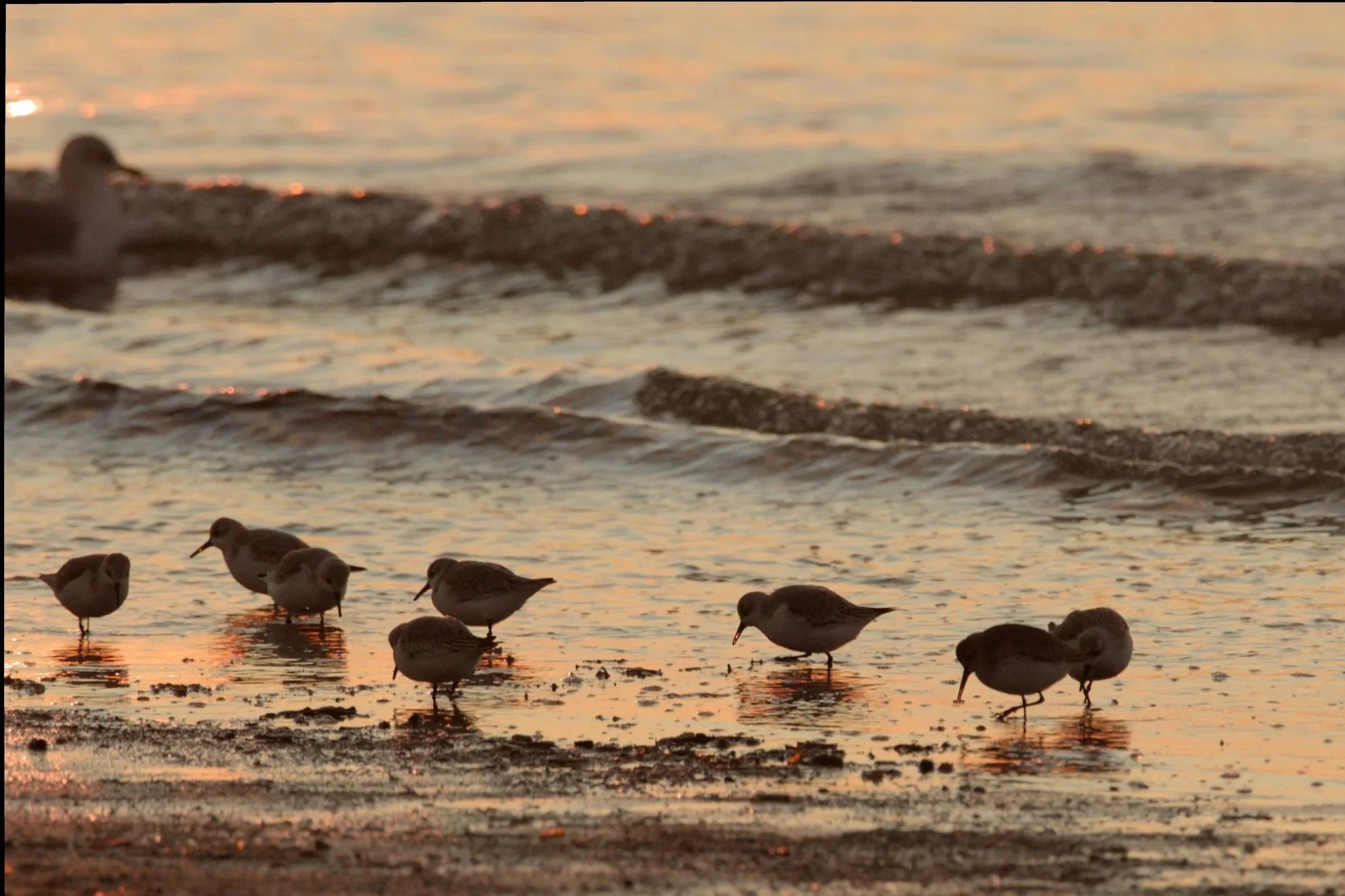 Beach scene at sunset with small shorebirds wading in shallow water near the shoreline, with waves and a colorful sky reflected on the water.