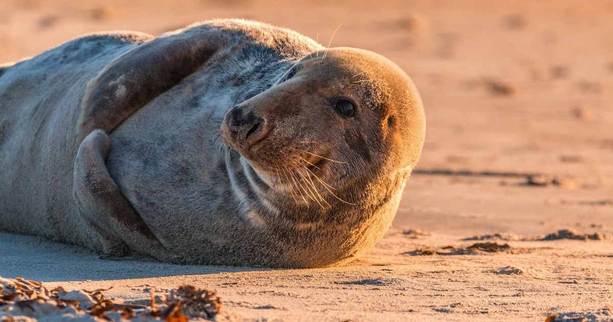 A seal lying on sandy beach at sunset.
