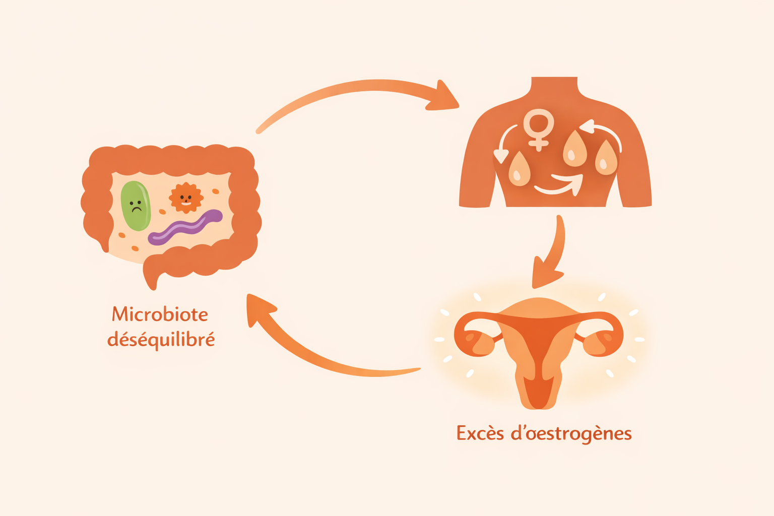 Illustration du cercle vicieux : microbiote déséquyilibre - excès d'oestrogènes