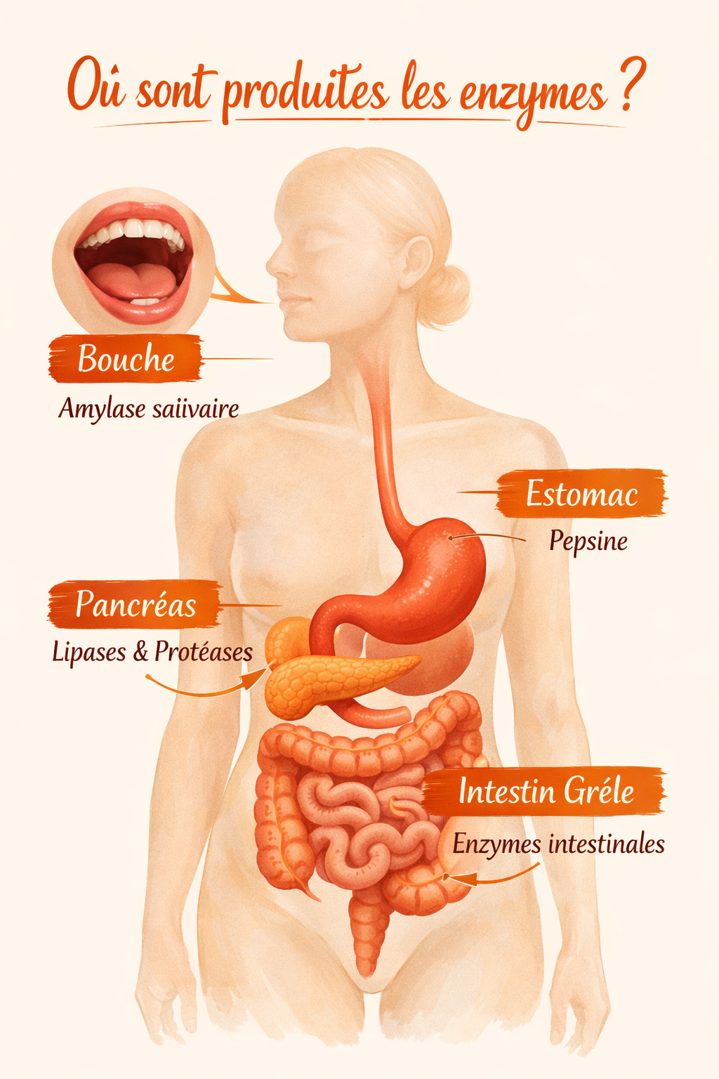 Schéma du corps humain avec les indications d'où sont produites les enzymes digestives