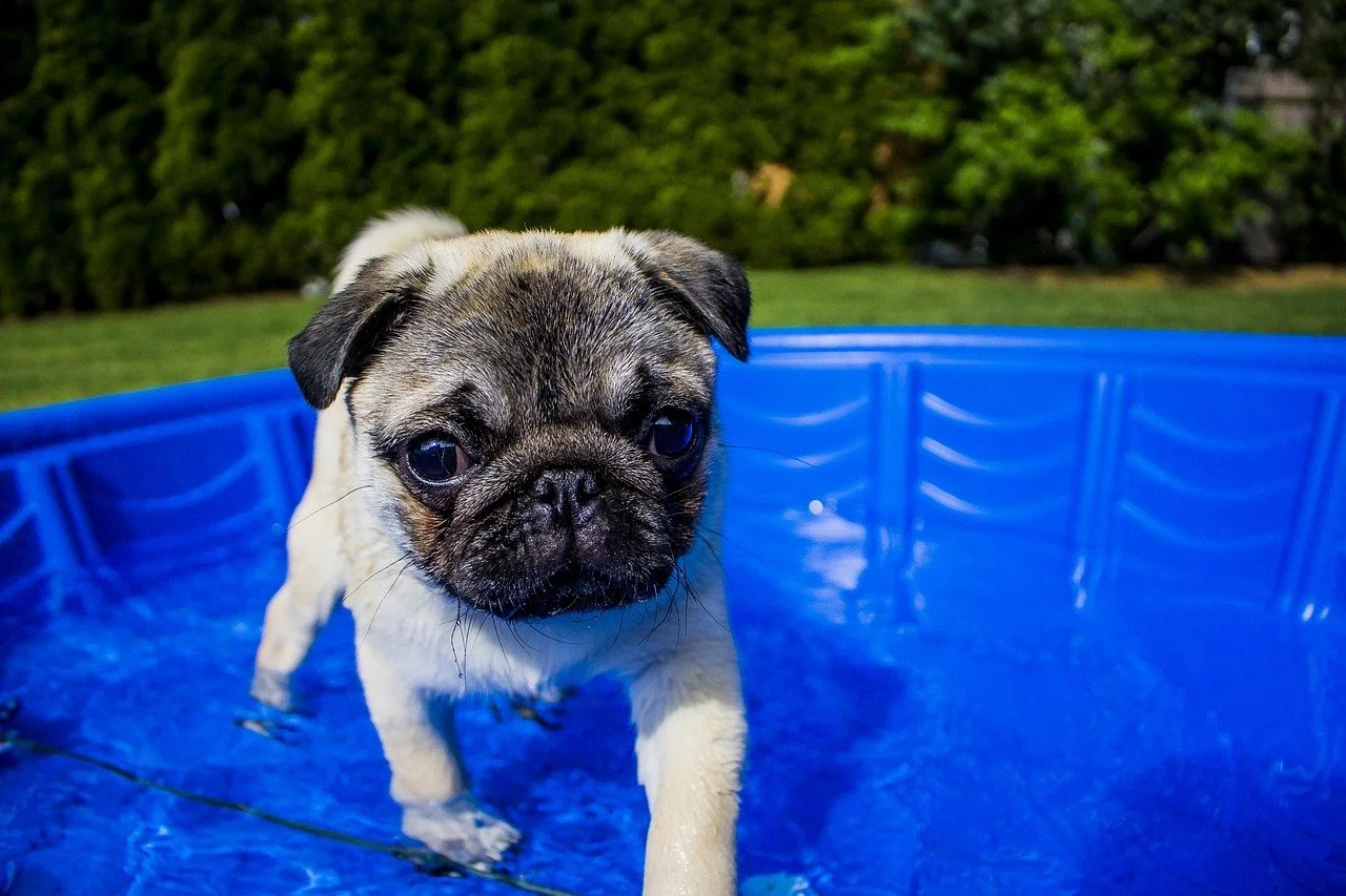 A pug plays in a plastic wading pool