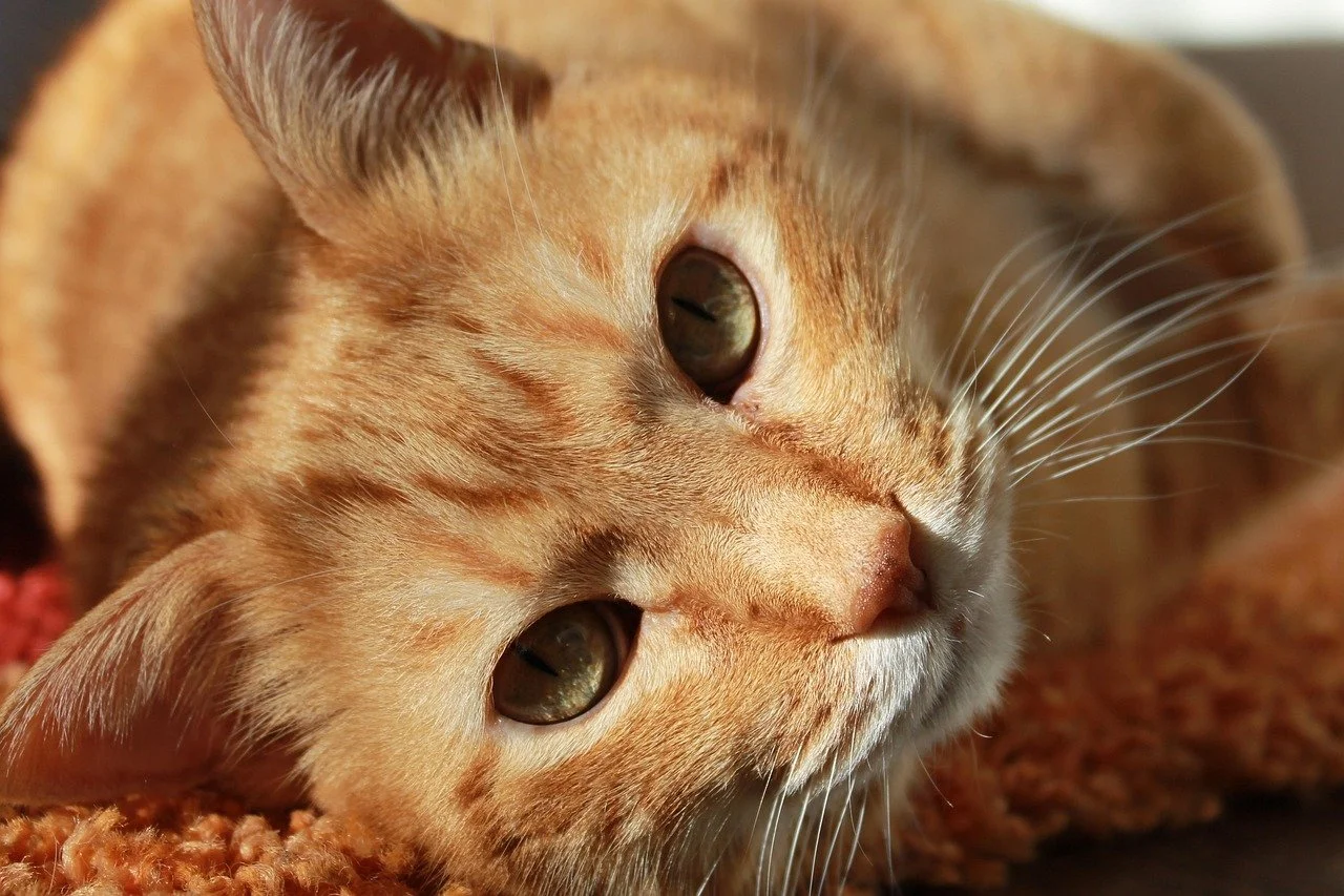 Orange tabby lies in a sunny patch on a shag rug