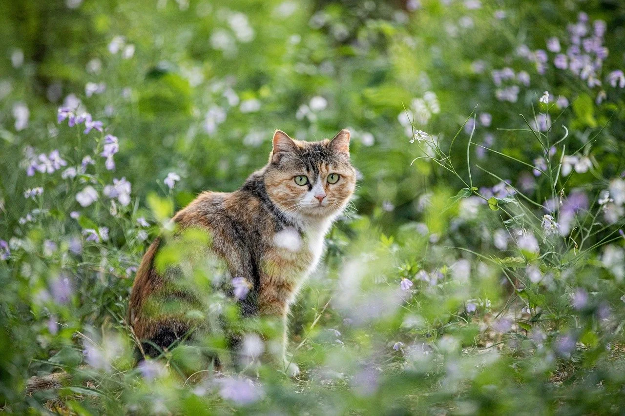 Calico cat sitting in an area of tall plants
