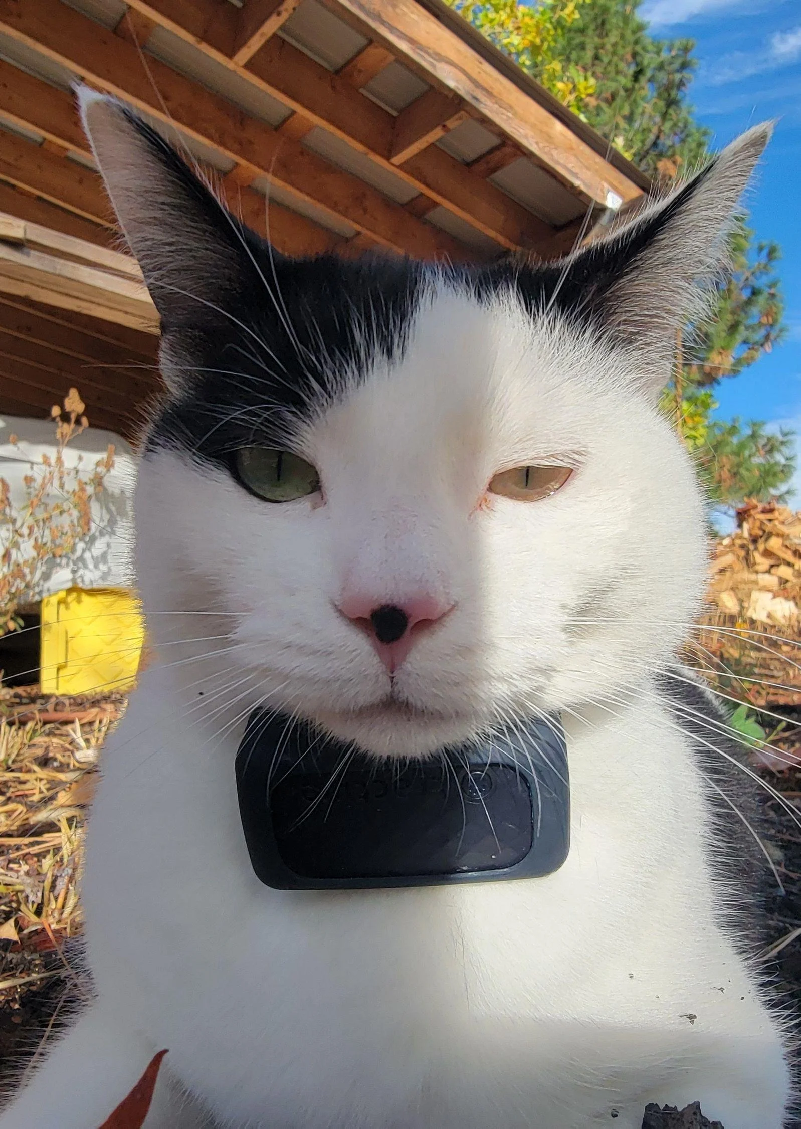 Cat wearing a GPS tracking device