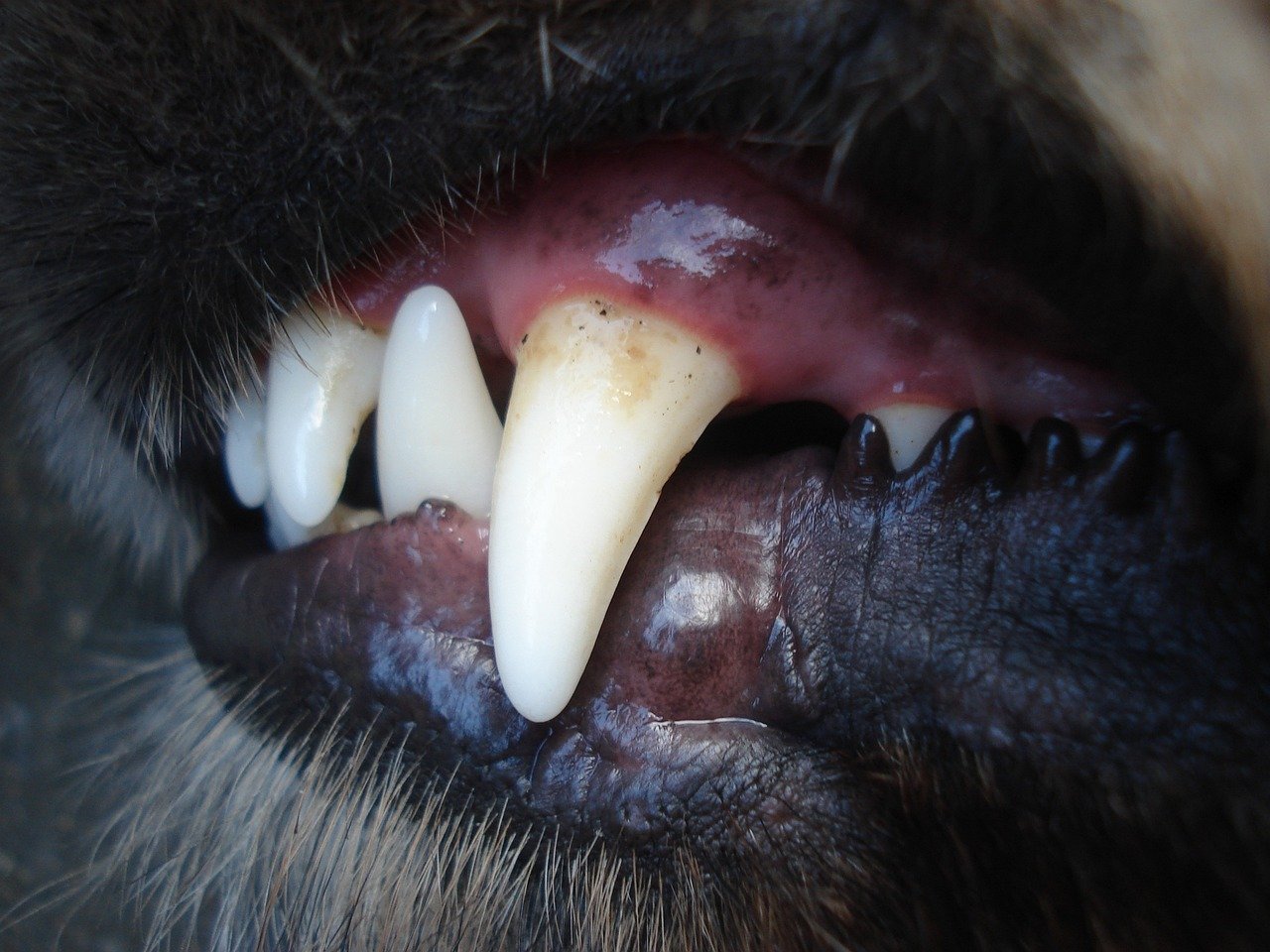Close up of a dog's teeth with some tartar build-up