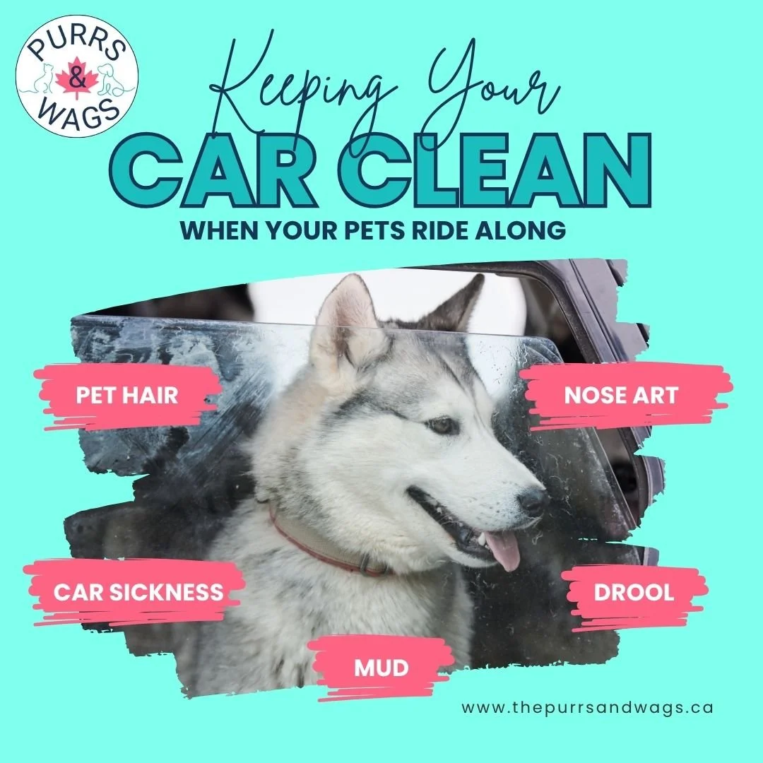 A graphic showing a husky through a dirty car window to promote a blog about deep cleaning a car with pets
