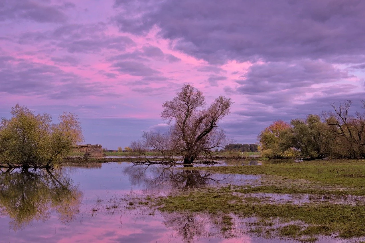 A field with trees flooded by an overflowing stream