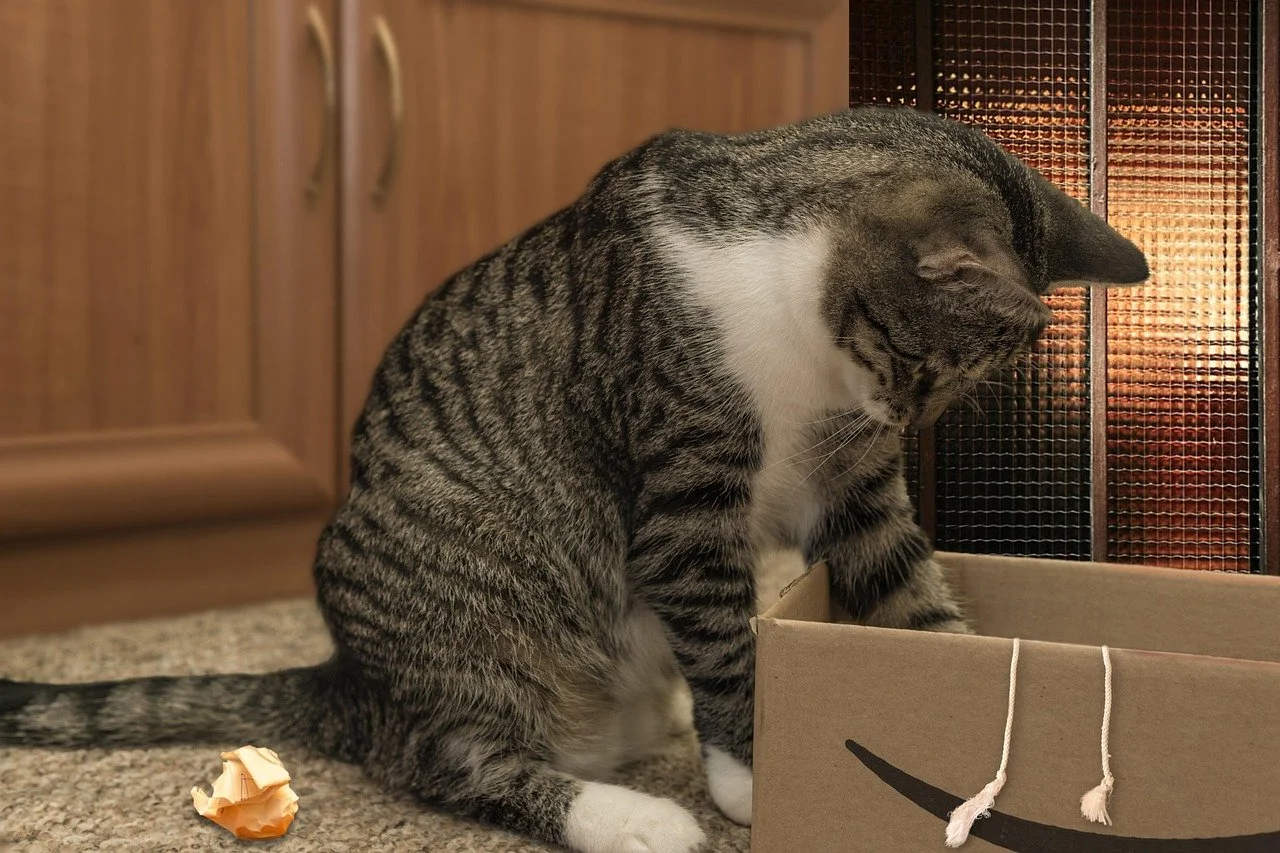 cat swatting at toys in a cardboard box