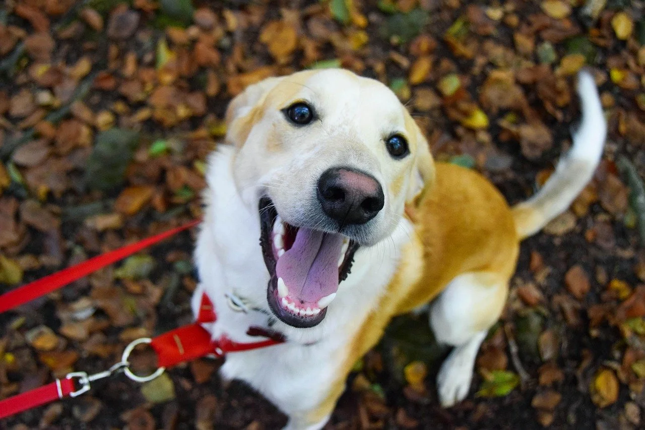 Dog on leash looking up happily at the camera