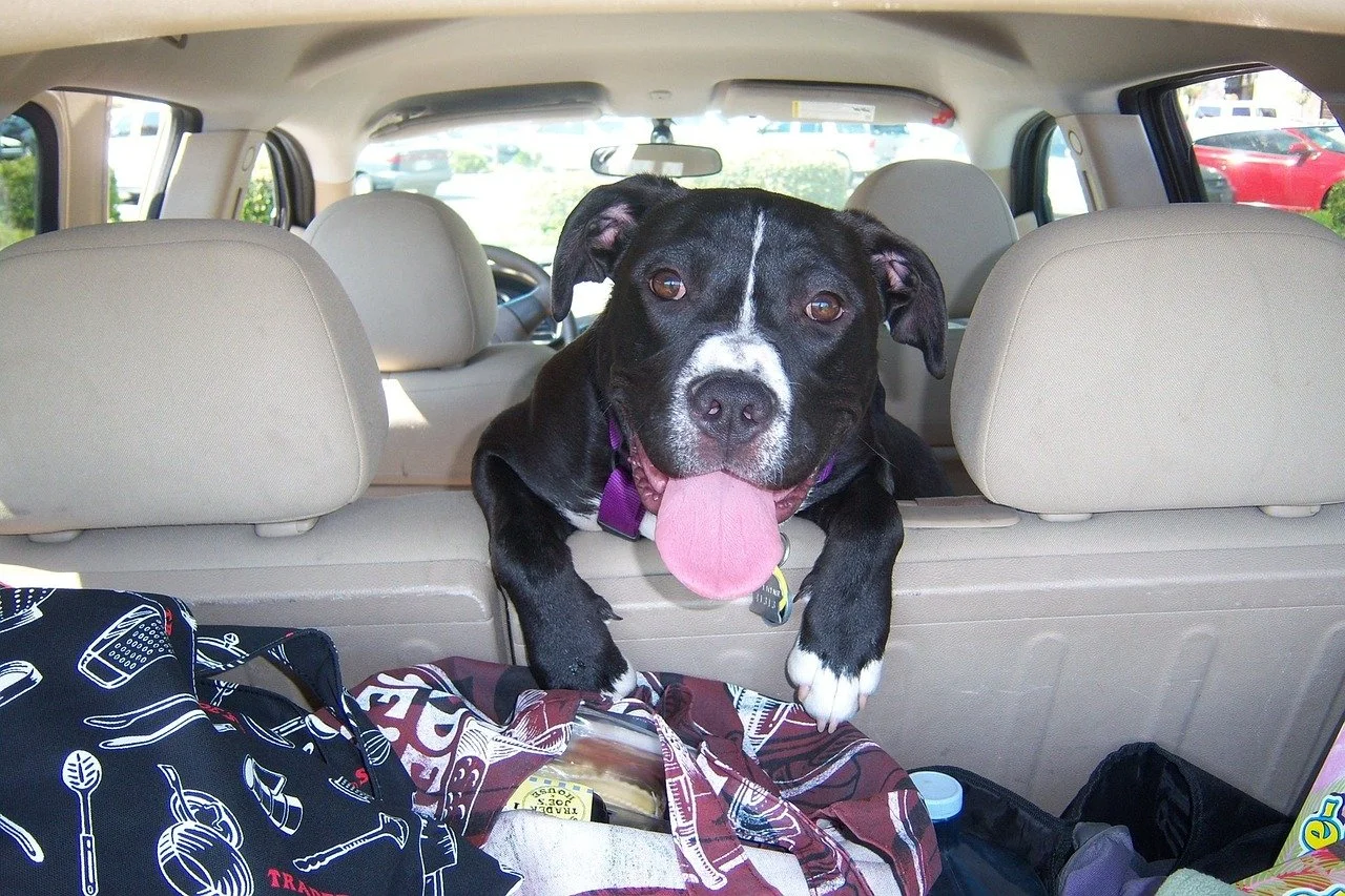 dog with paws hanging over the back seat into the cargo area of a vehicle