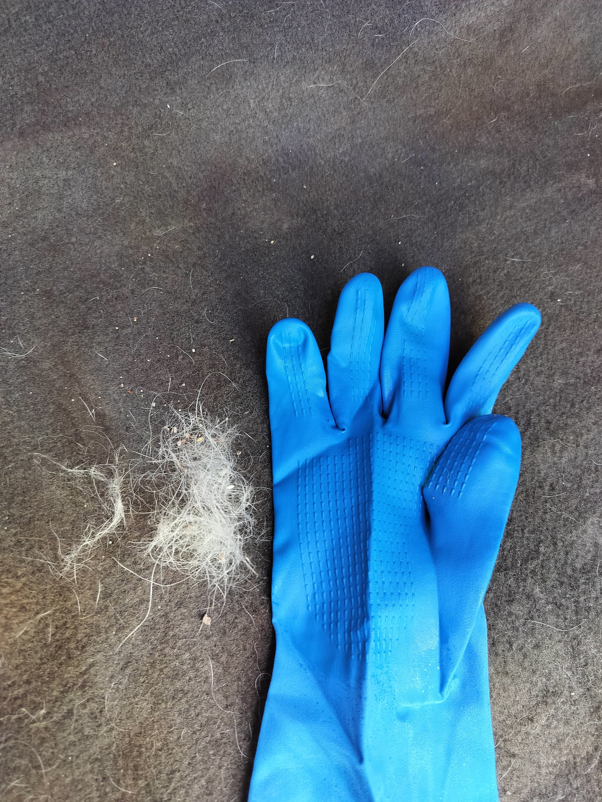 Nitrile glove laying on a carpet with a pile of fur beside it that was removed from the carpet by the glove