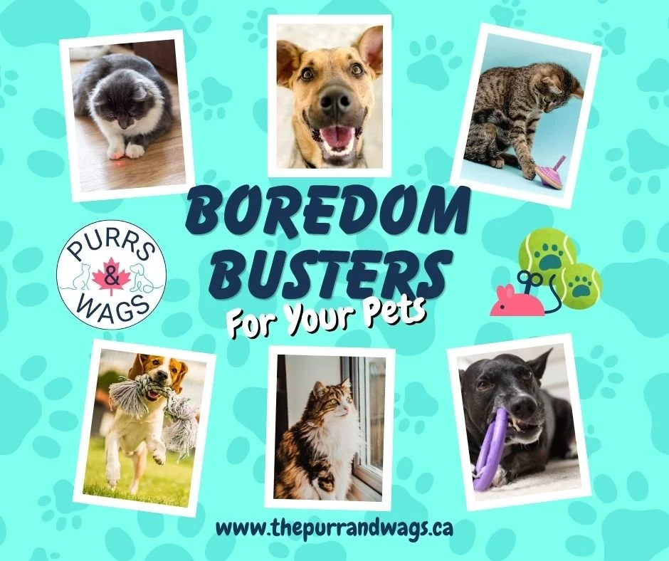 A graphic showing several pictures of dogs and cats playing to promote a blog about preventing pet boredom.