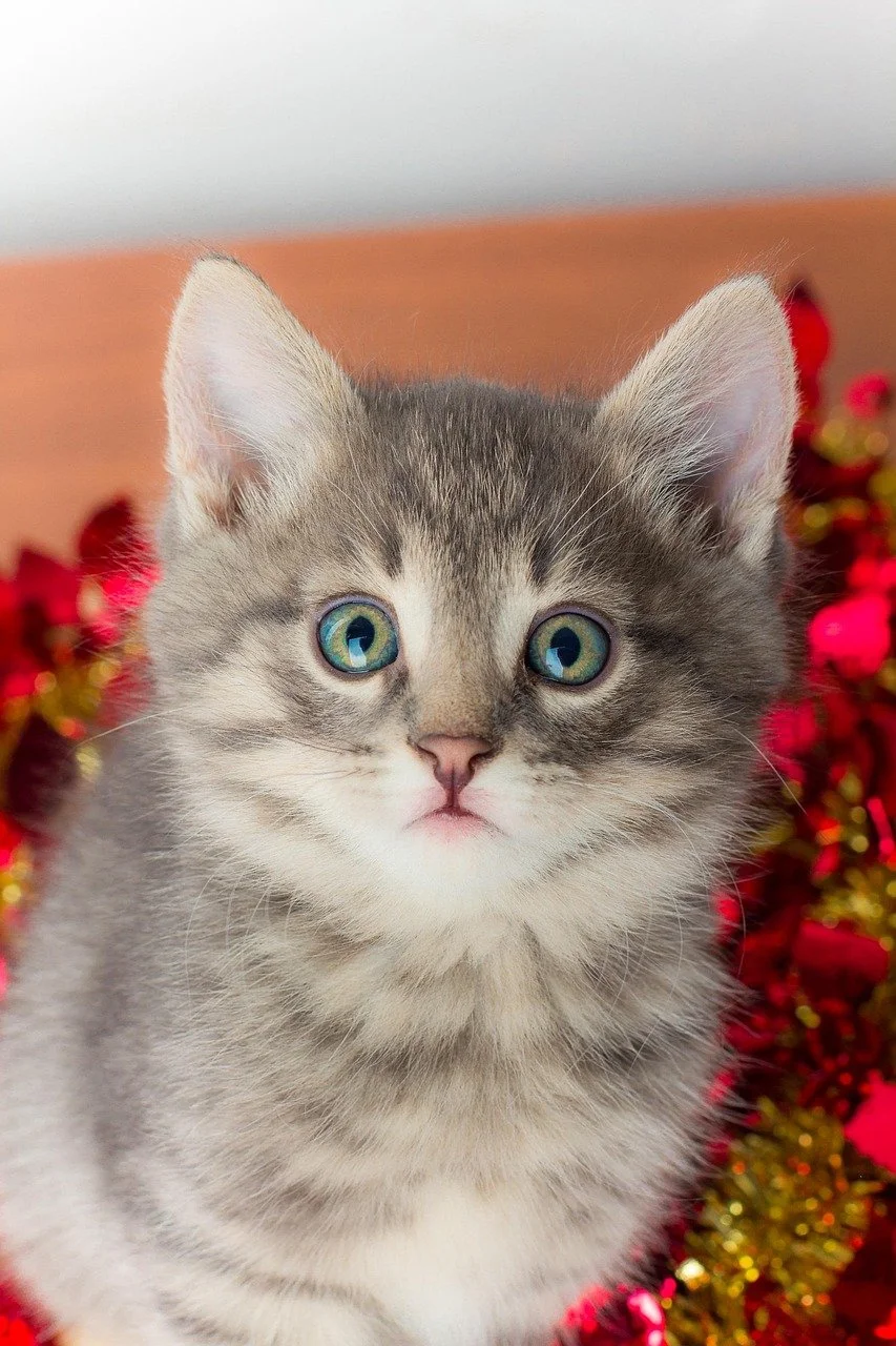 Kitten looking straight ahead with Christmas decorations in background
