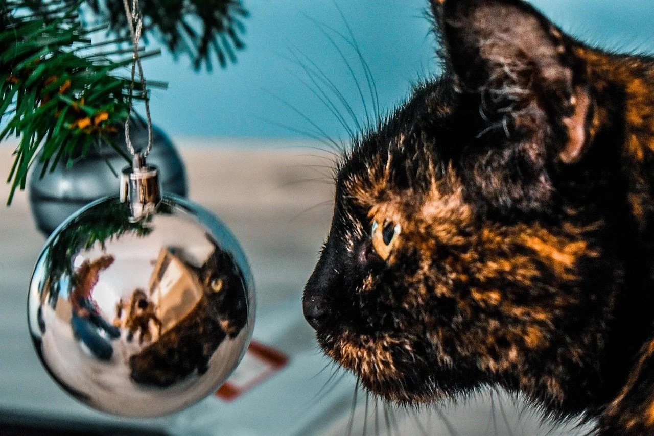 Keeping Your Cat Away from Your Christmas Tree