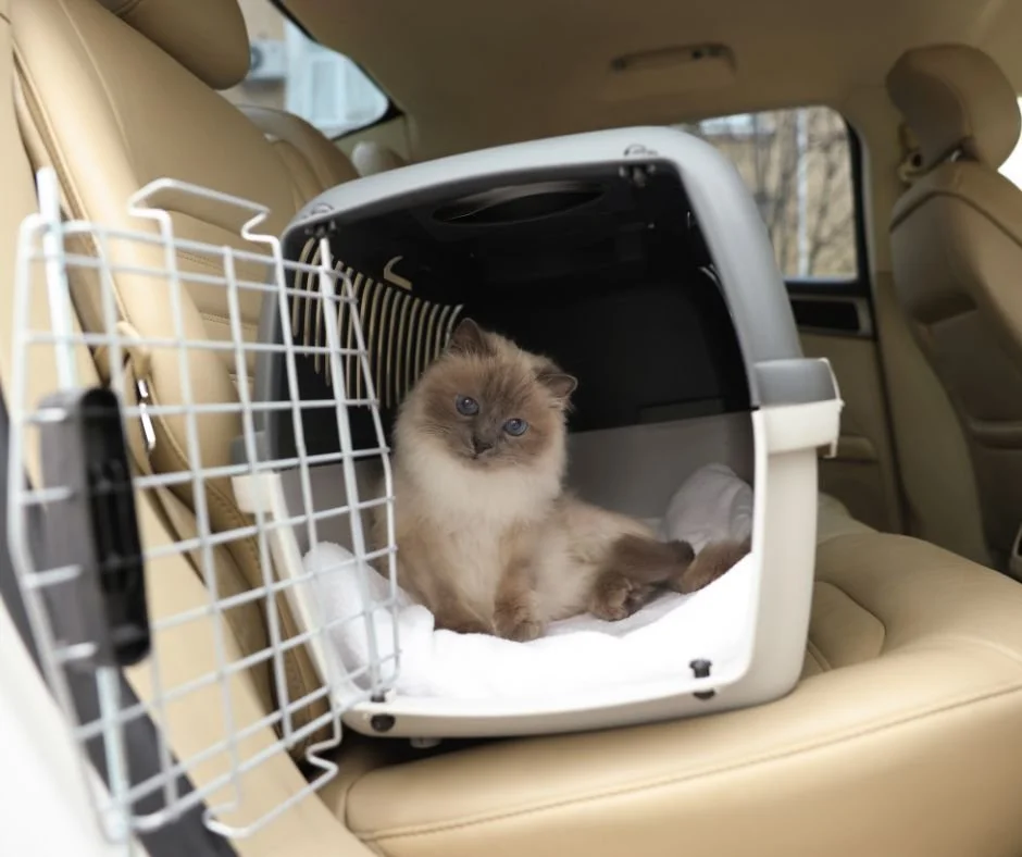 How to Travel with a Cat in Your Car