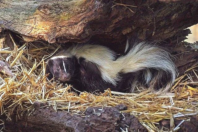 What to Do If Your Dog Is Sprayed by a Skunk