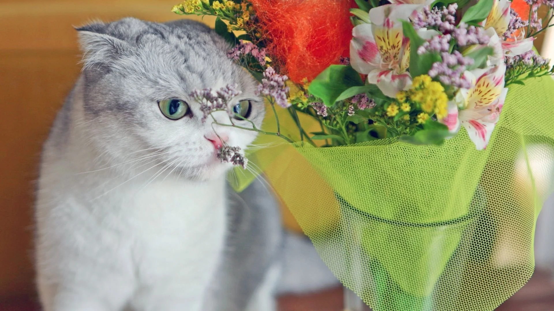 Spring Flowers That are Toxic to Cats-And Some Safe Substitutions
