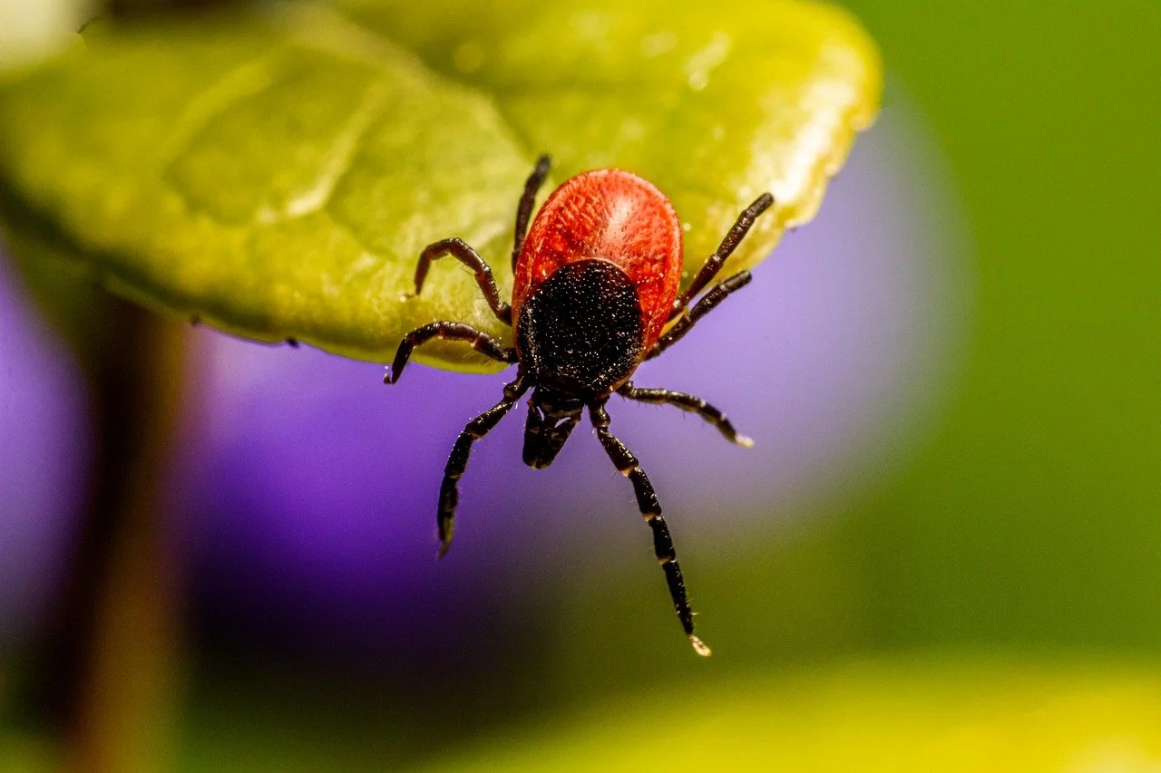 Heartworm, Fleas, Ticks, and More: Prevention vs. Treatment