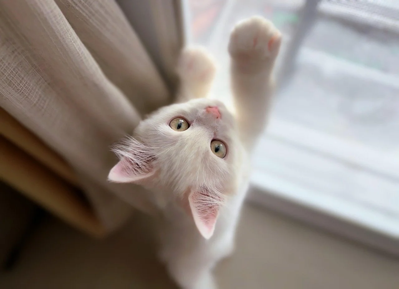 15 Reasons to Keep Your Cat Indoors