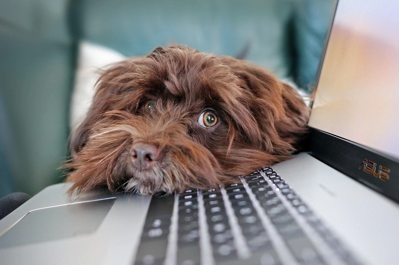 10 Must-Haves for the Tech-Savvy Pet Lover