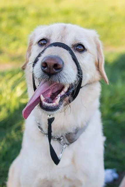 Collar, Halter or Harness: Which One is Best For Your Dog?