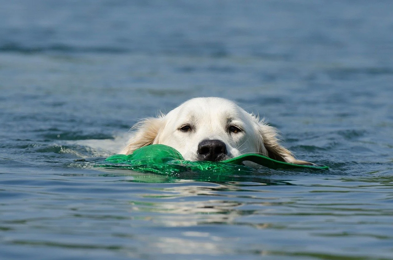 A Guide to Taking Your Dog to the Beach