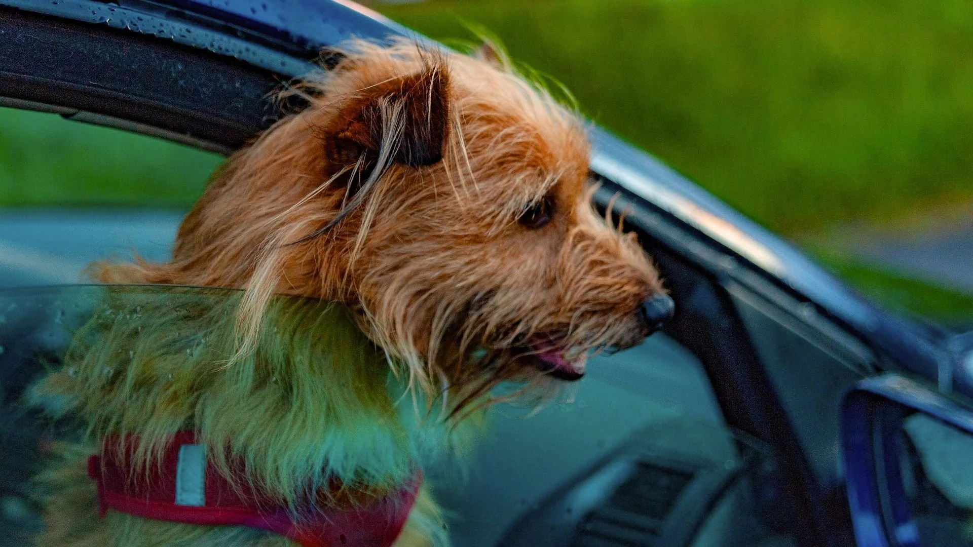 How to Keep Your Car Clean with Pets