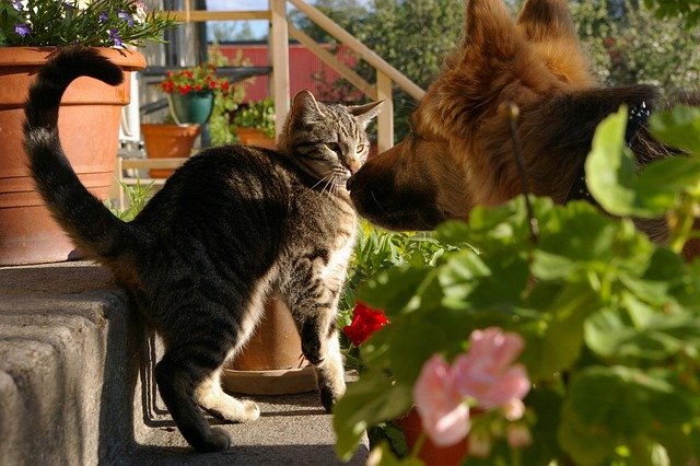 Can Cats and Dogs Live Together Peacefully?