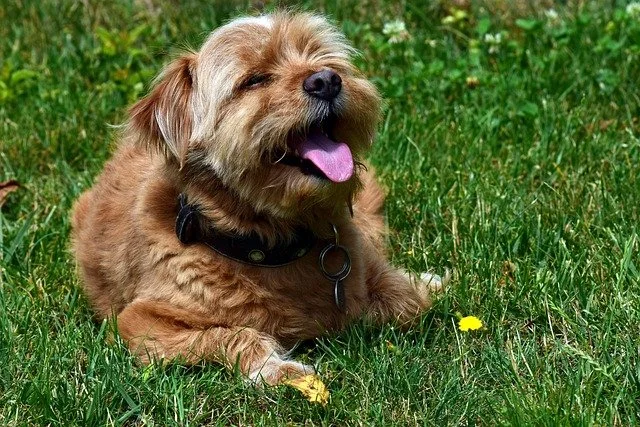 How to Keep Pets Cool in  a Summer Heat Wave