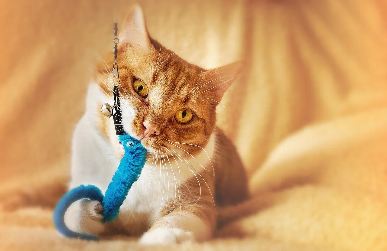 Keeping Your Senior Cat Active and Happy