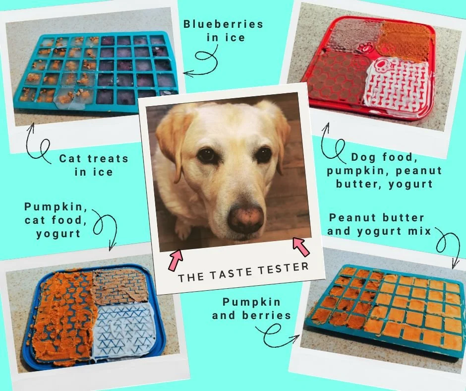 DIY Frozen Pet Treats