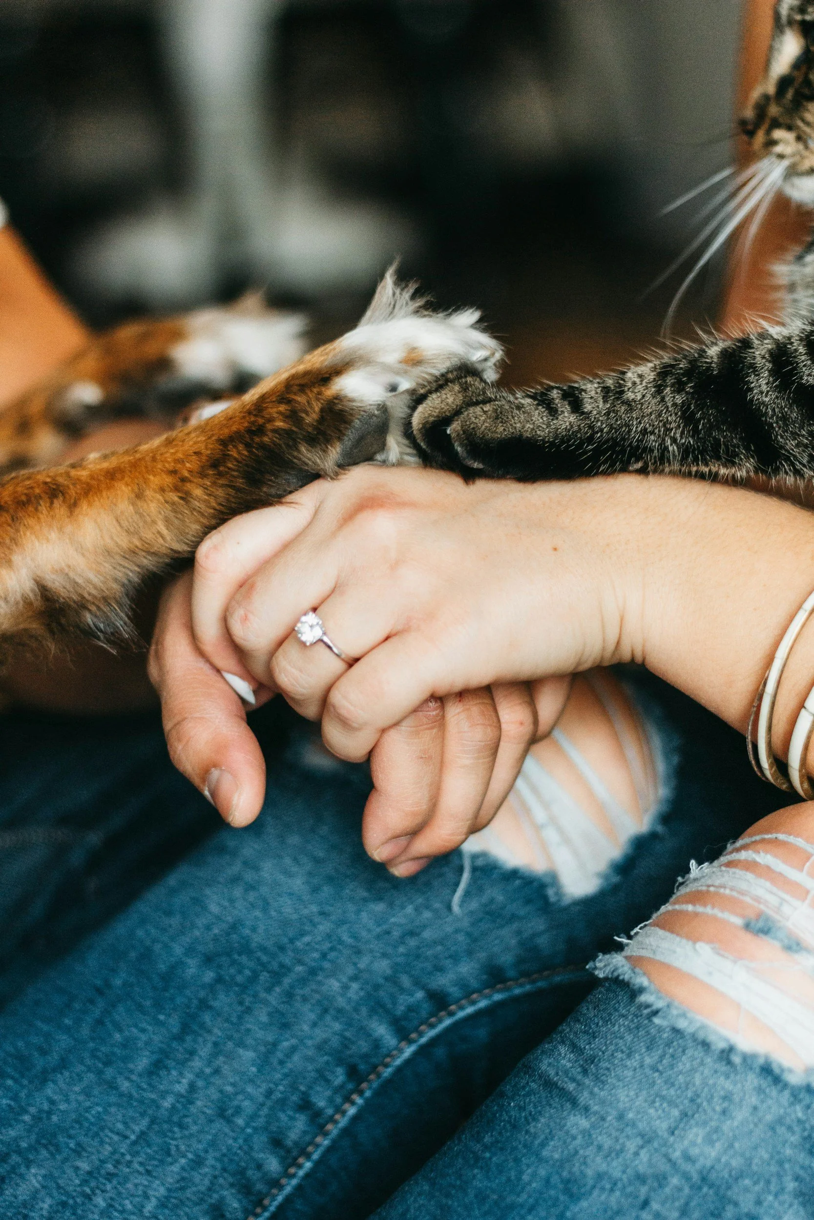 A man and woman holding hands with the paws of their dog and cat on top, all gathered as a family.