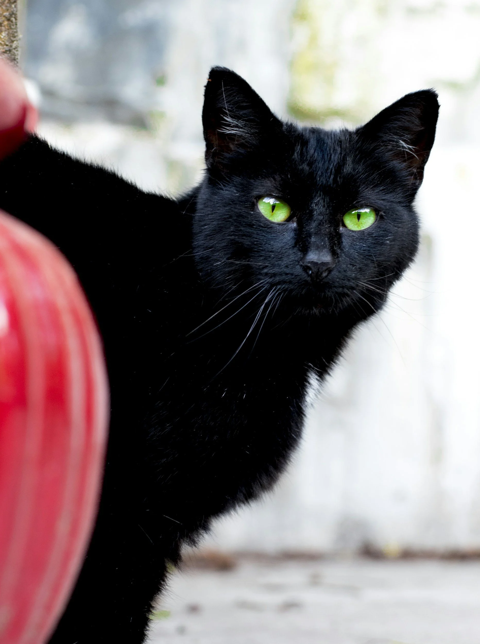 A black cat peeking out from behind a large pumpkin decoration