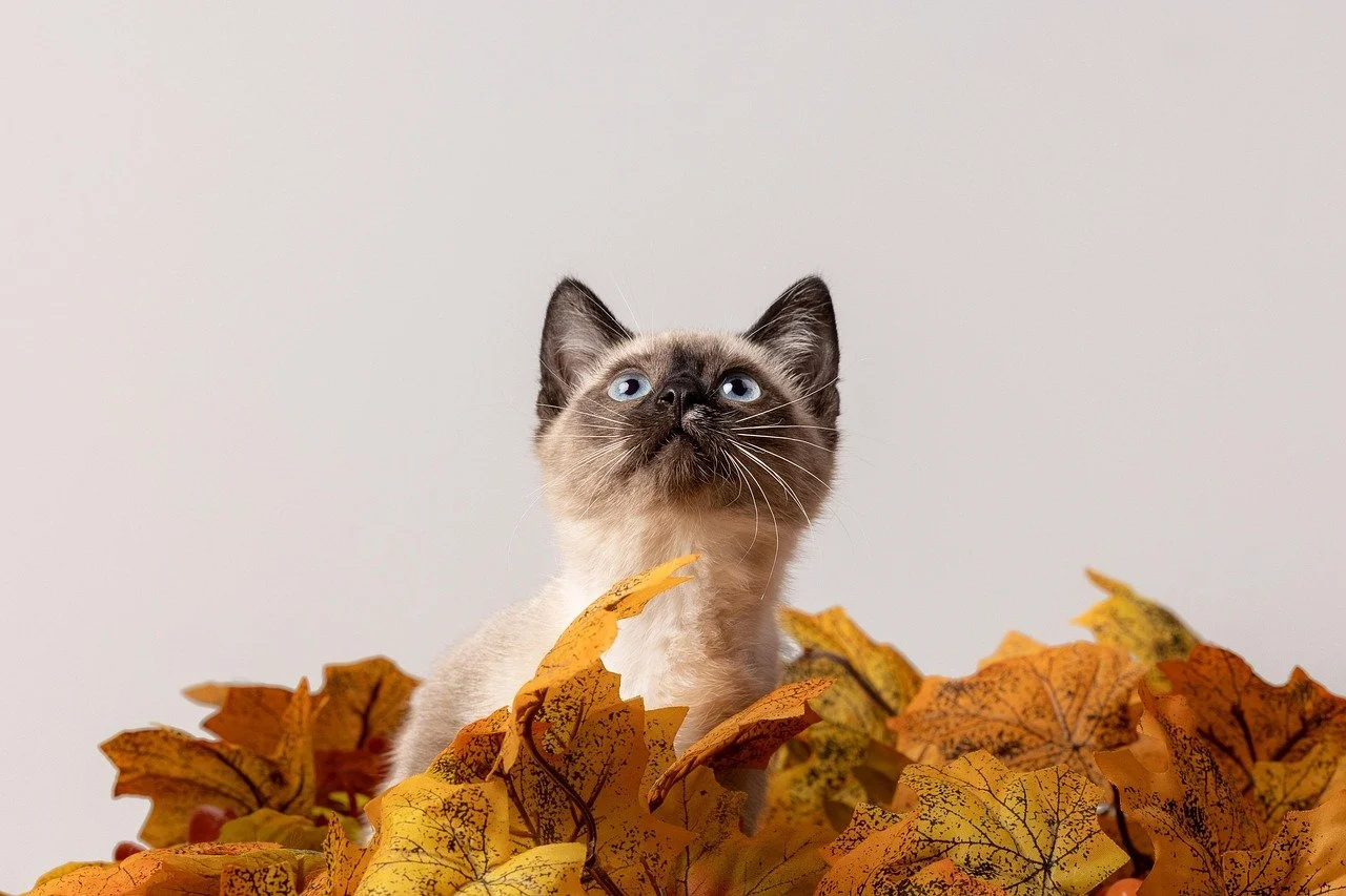 Autumn Safety Tips for Your Pets