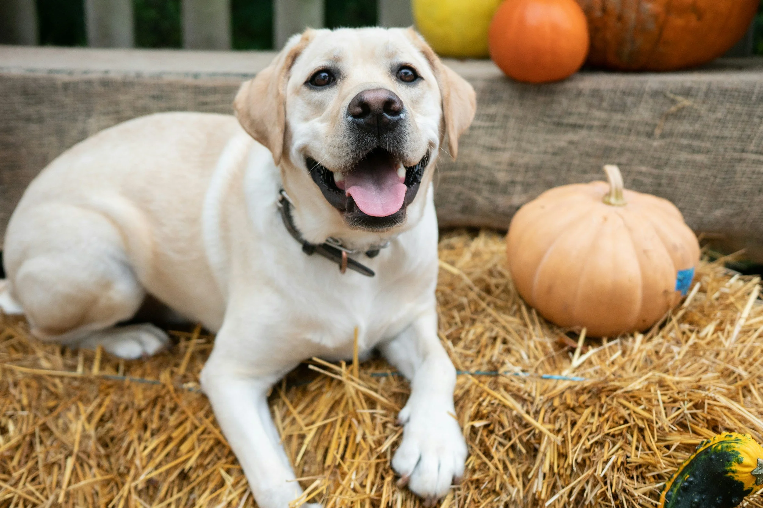 A happy yellow lab laying on a straw bale beside a pumpkin